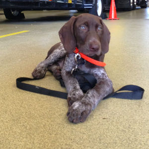 Meet your Posher, Justin